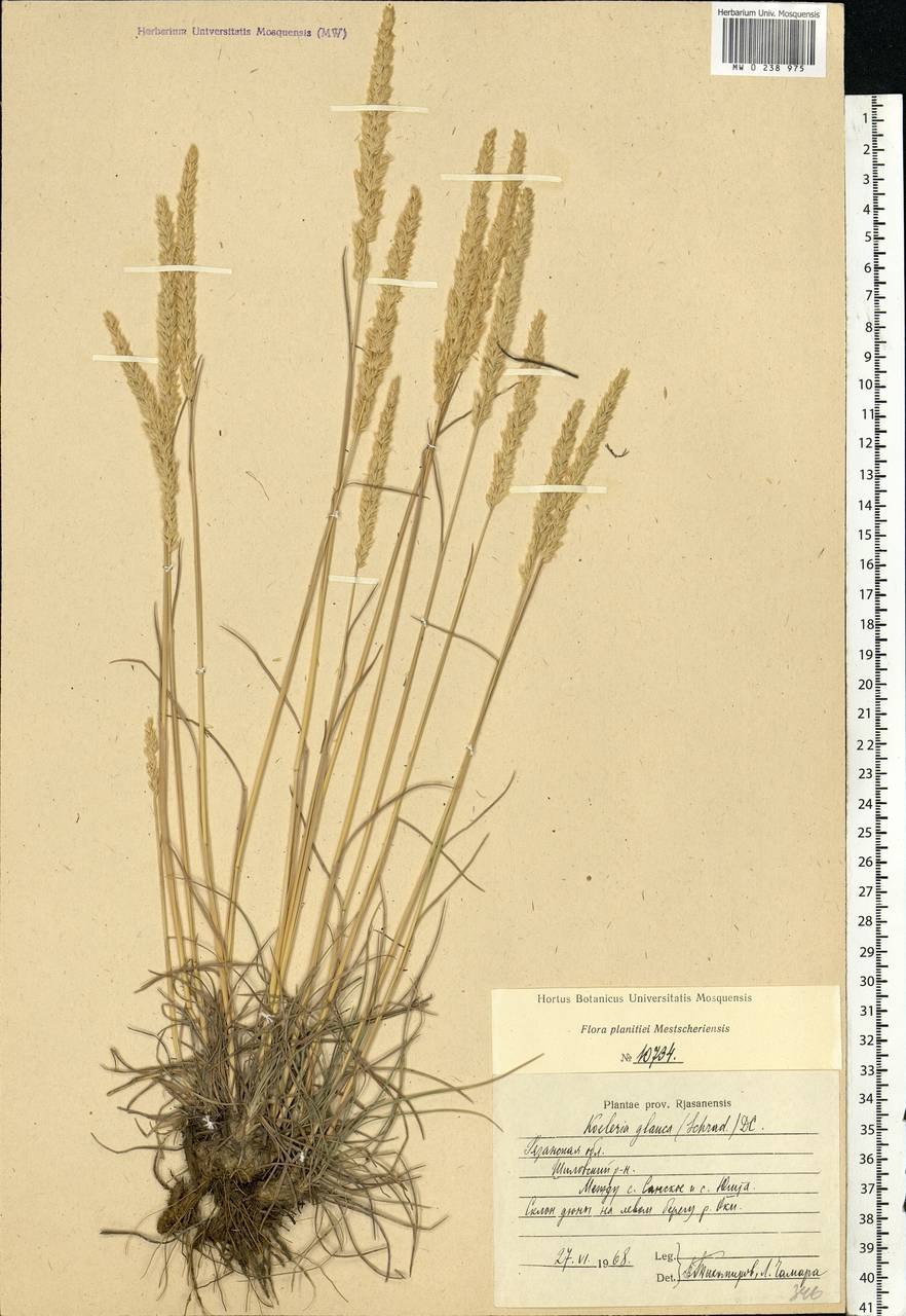 Трава триодия Графика