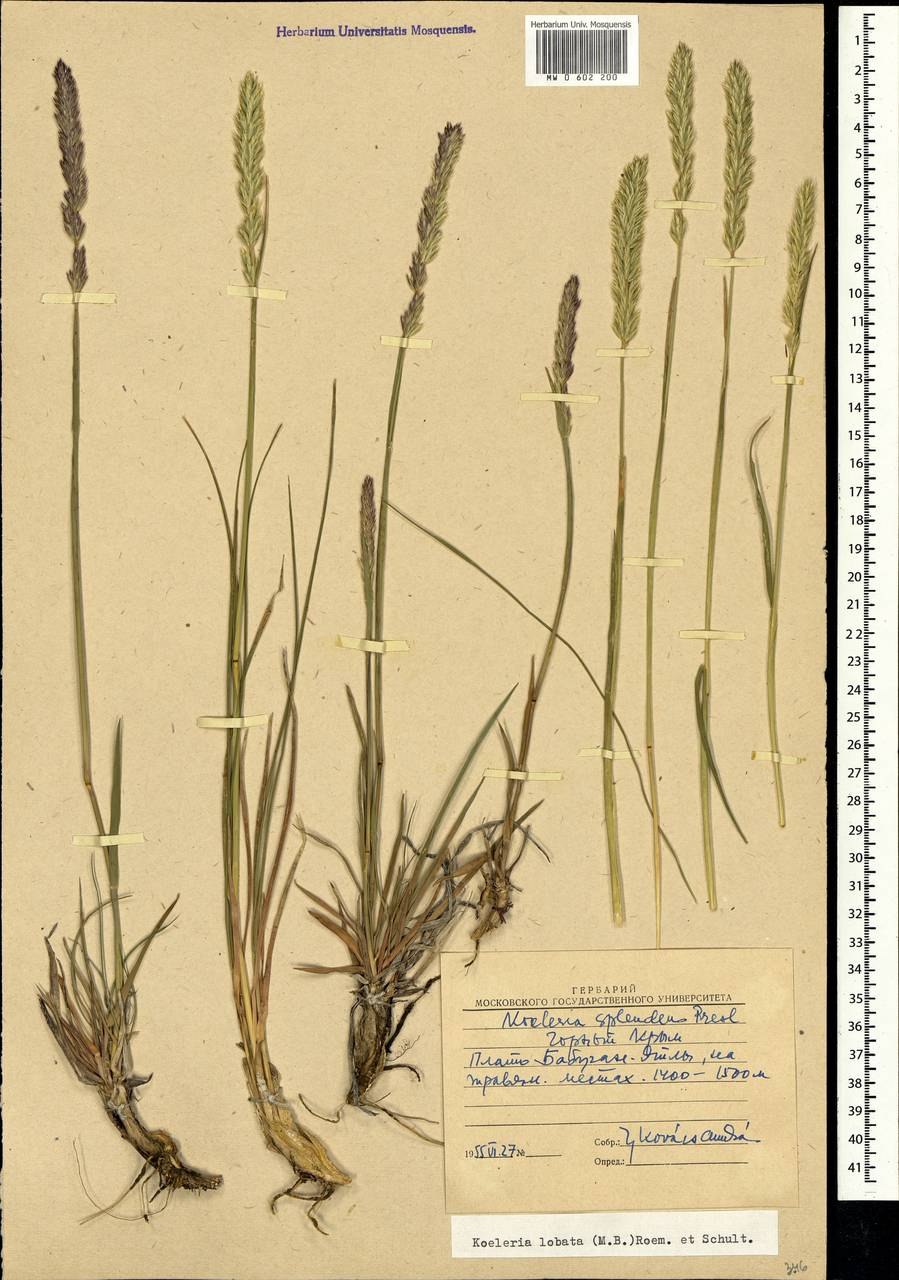 Типчак в пустыне