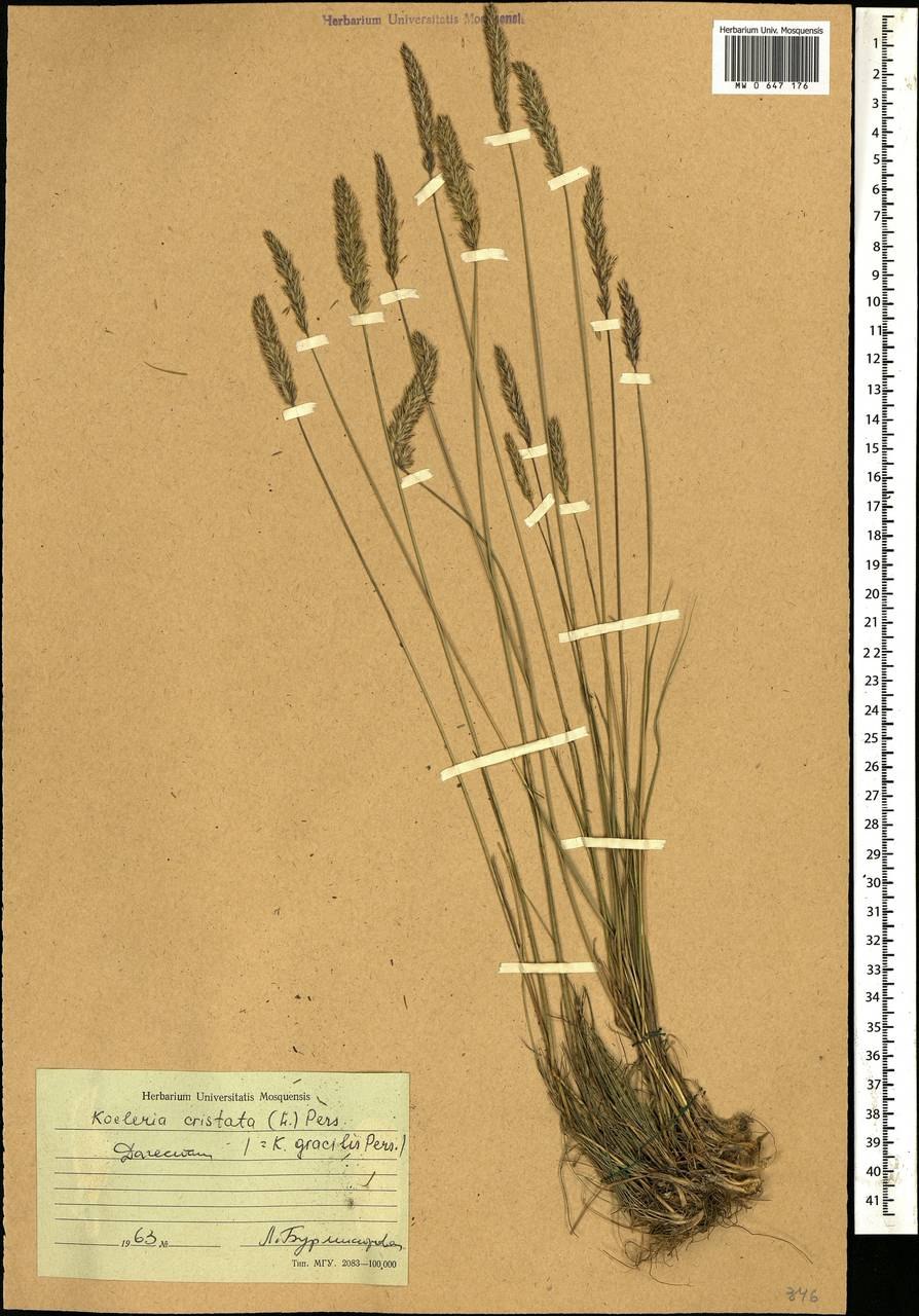 Тонконог Кемеровская область