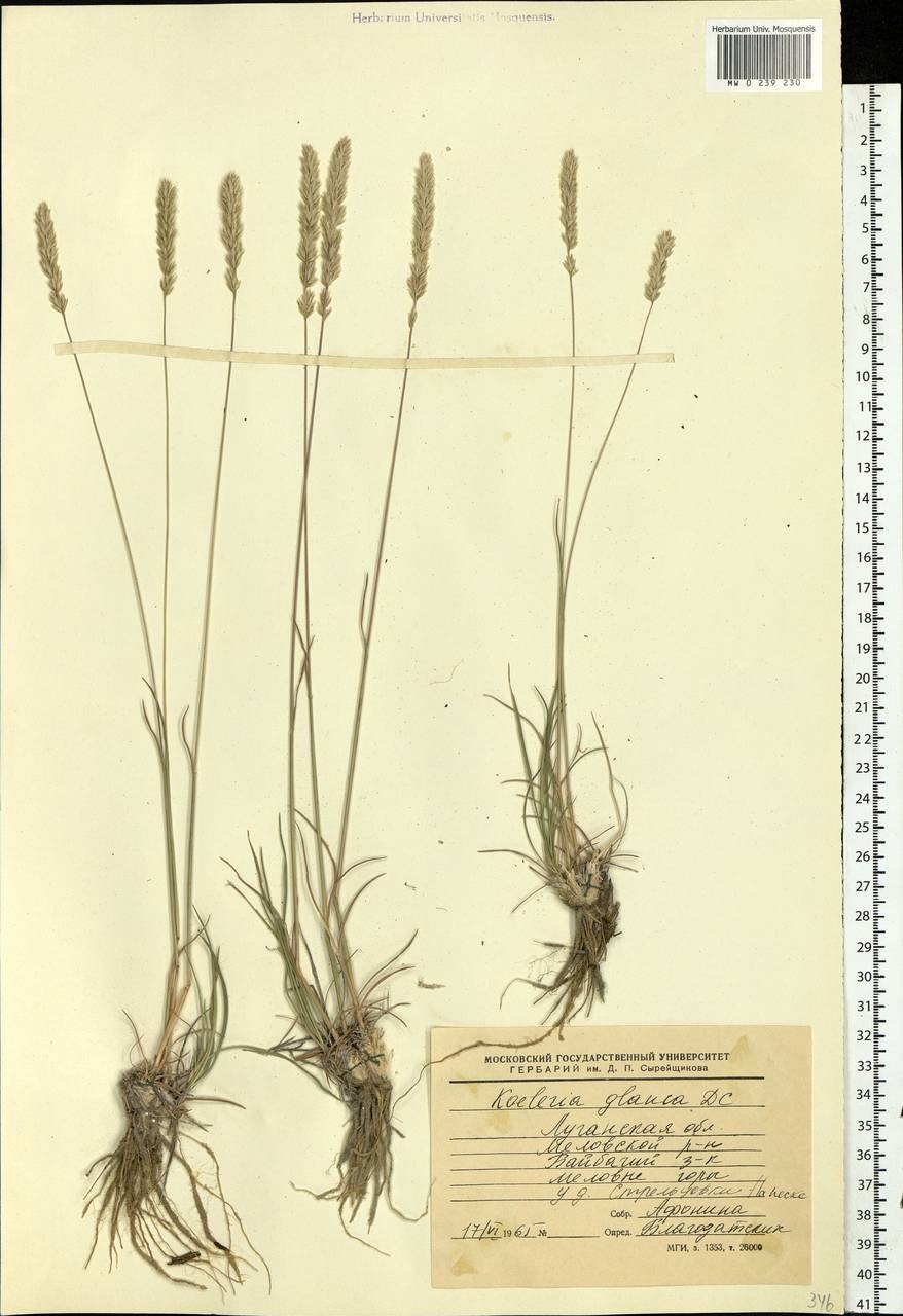 Тонконог жестколистный (Koeleria sclerophylla)