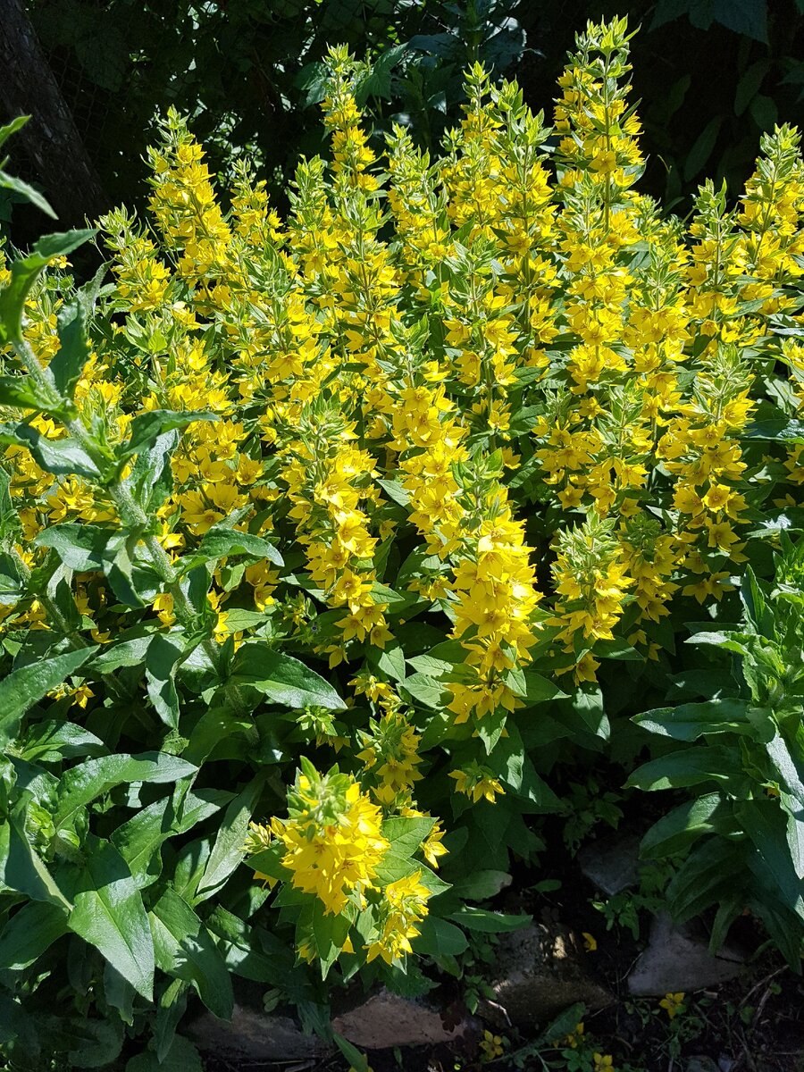 Вербейник кистецветный