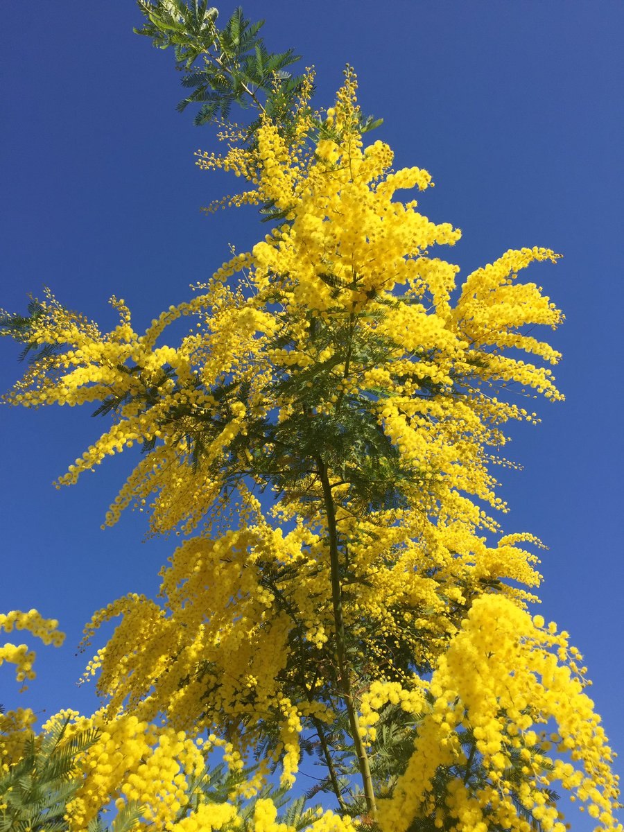 Золотая Акация Австралии