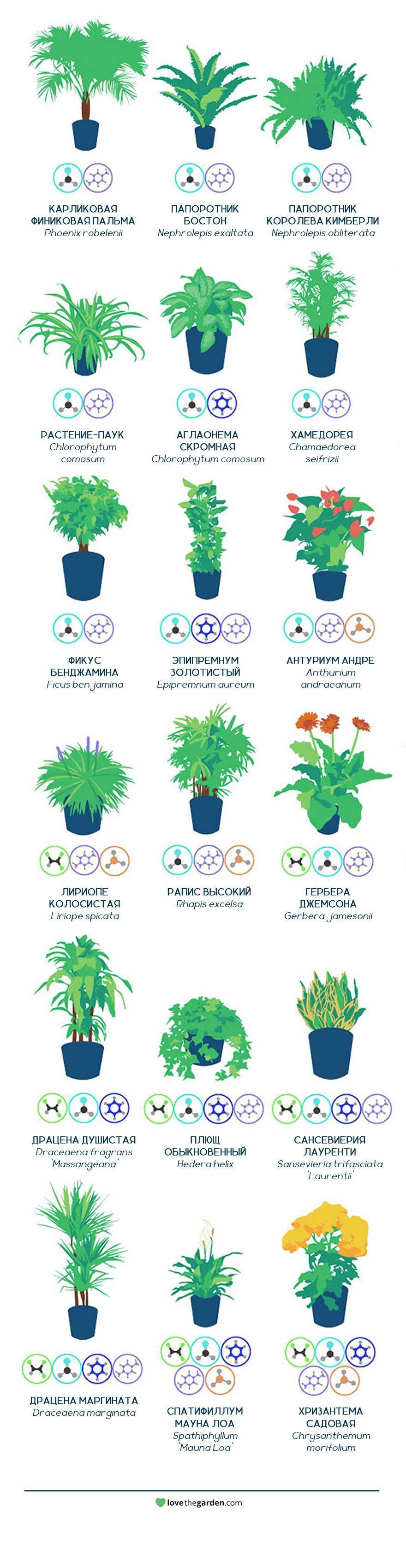 Комнатные растения очищающие воздух