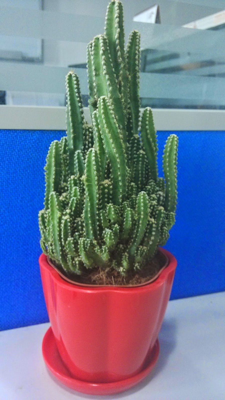 Кактус Акантоцереус