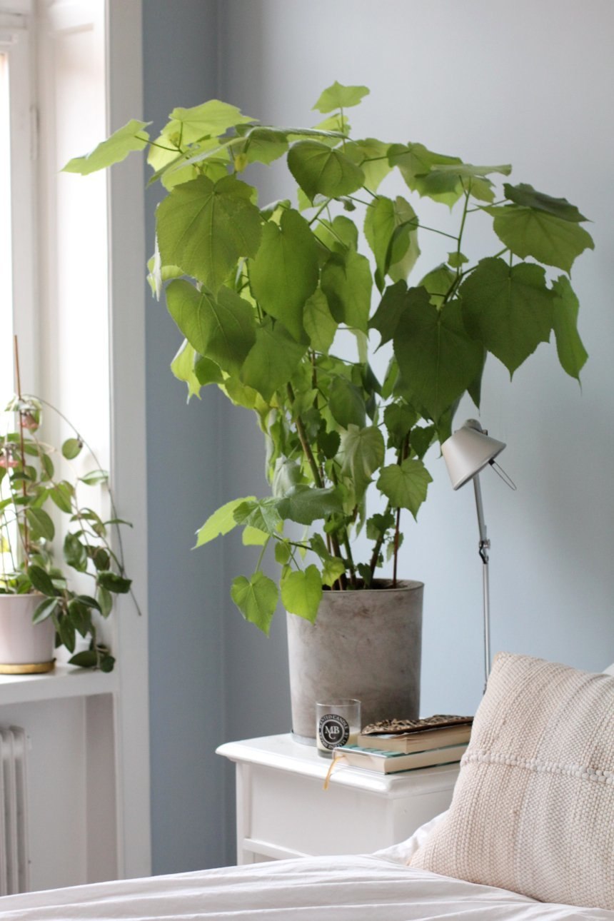 Спармания Африканская