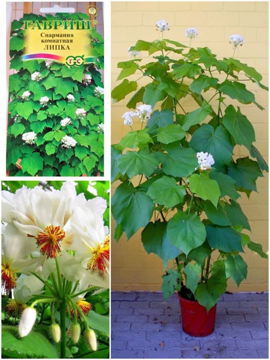 Спармания Африканская Липка