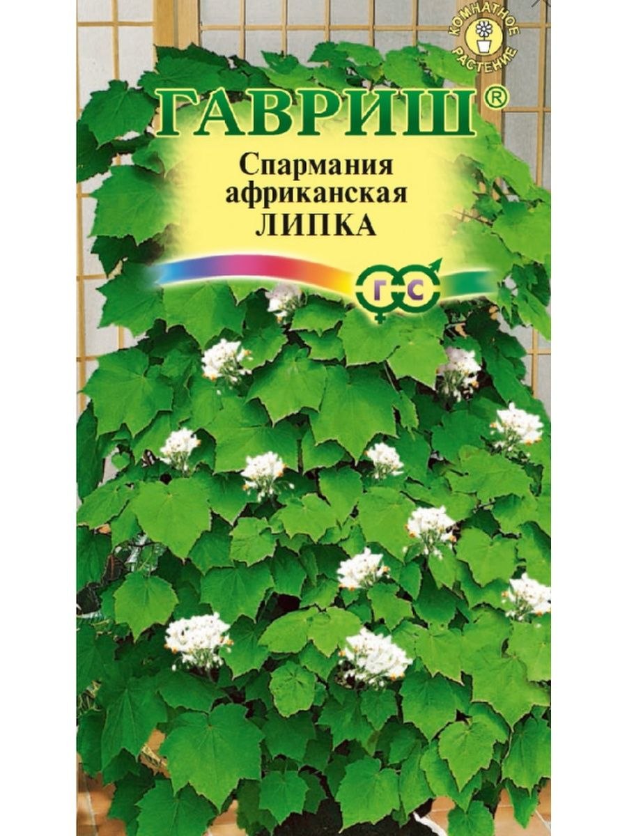 Спармания Росток