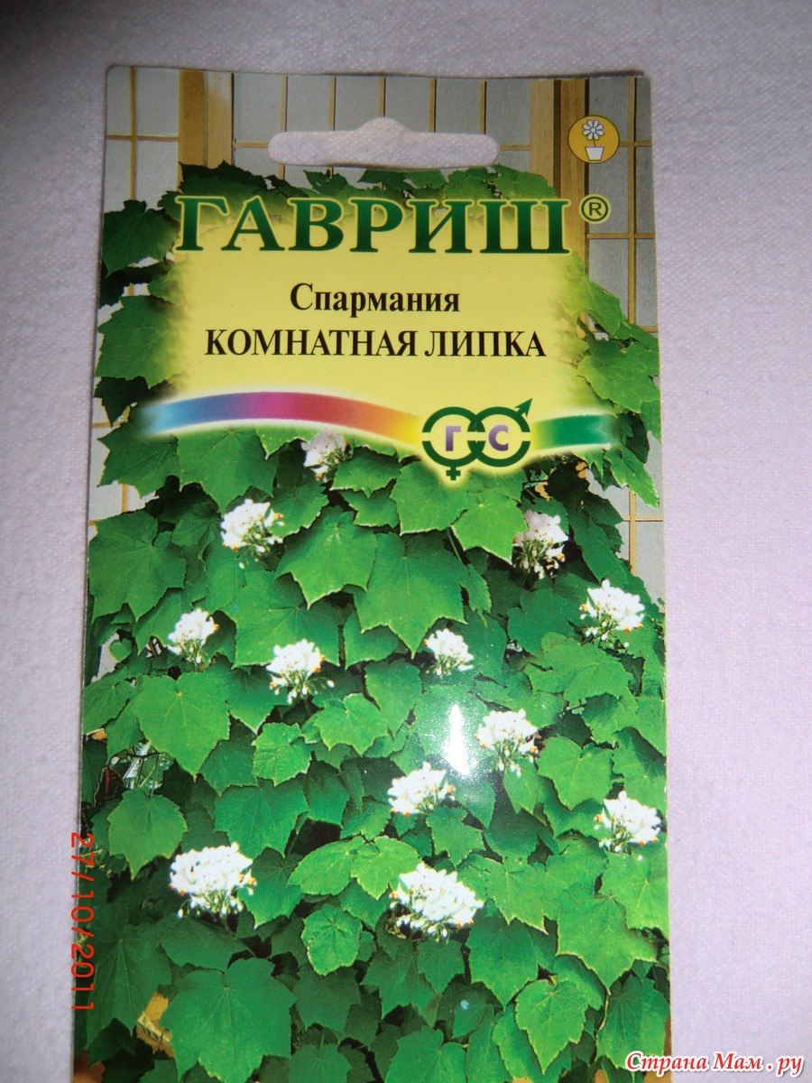 Спарманния Африкана