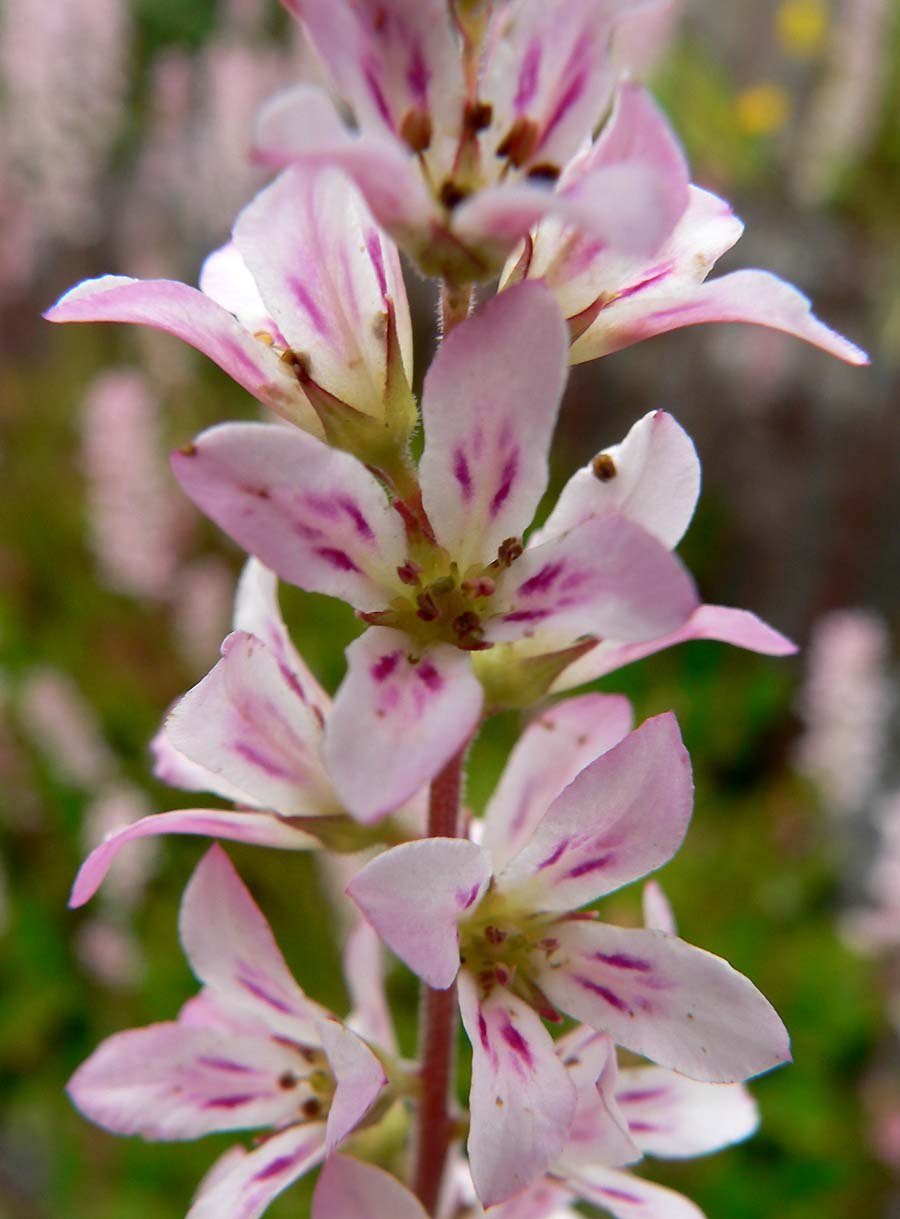 Francoa appendiculata