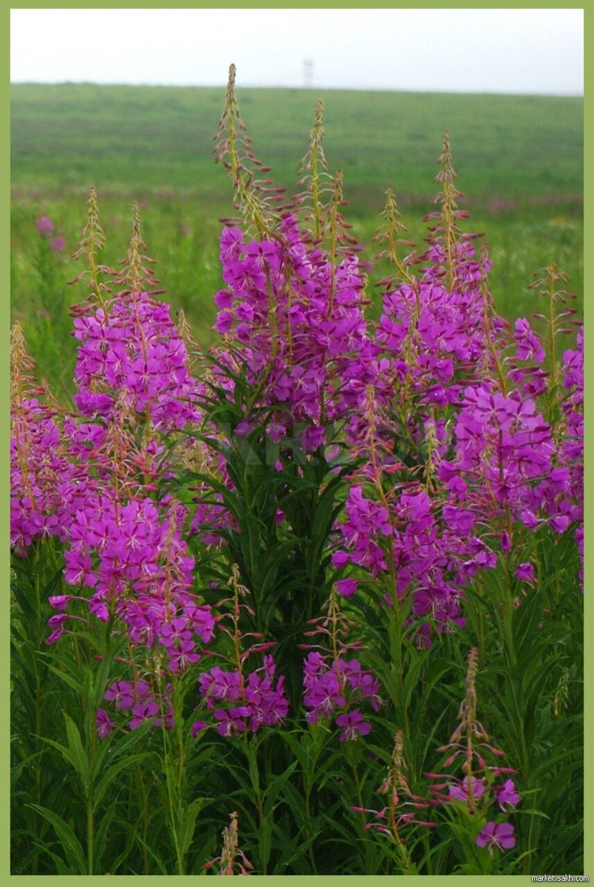 Кипрей Луговой