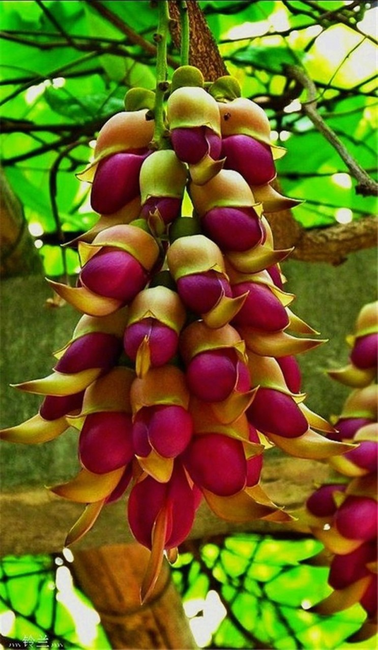 Mucuna жгучая