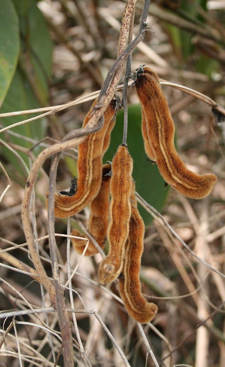 Растение с мохнатыми стручками