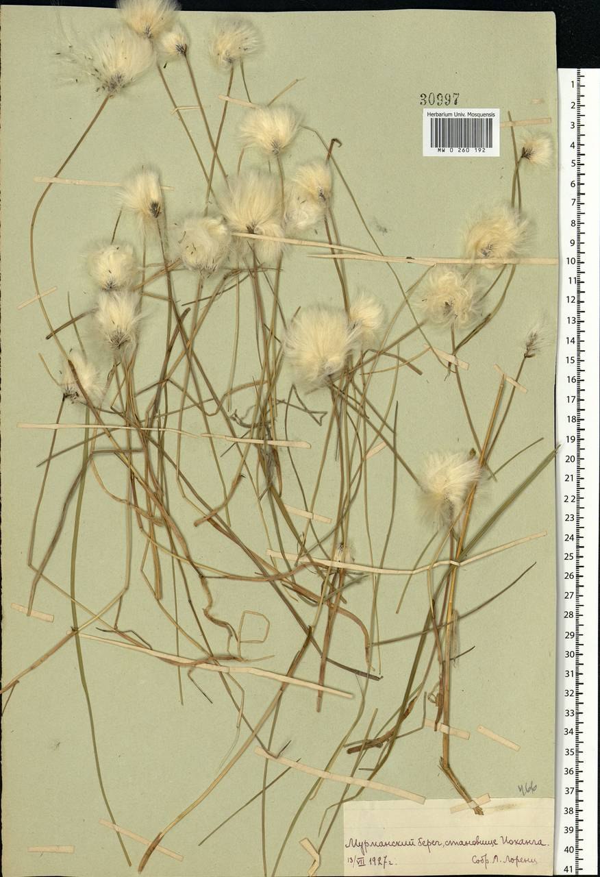 Цветы Томская область фото и история