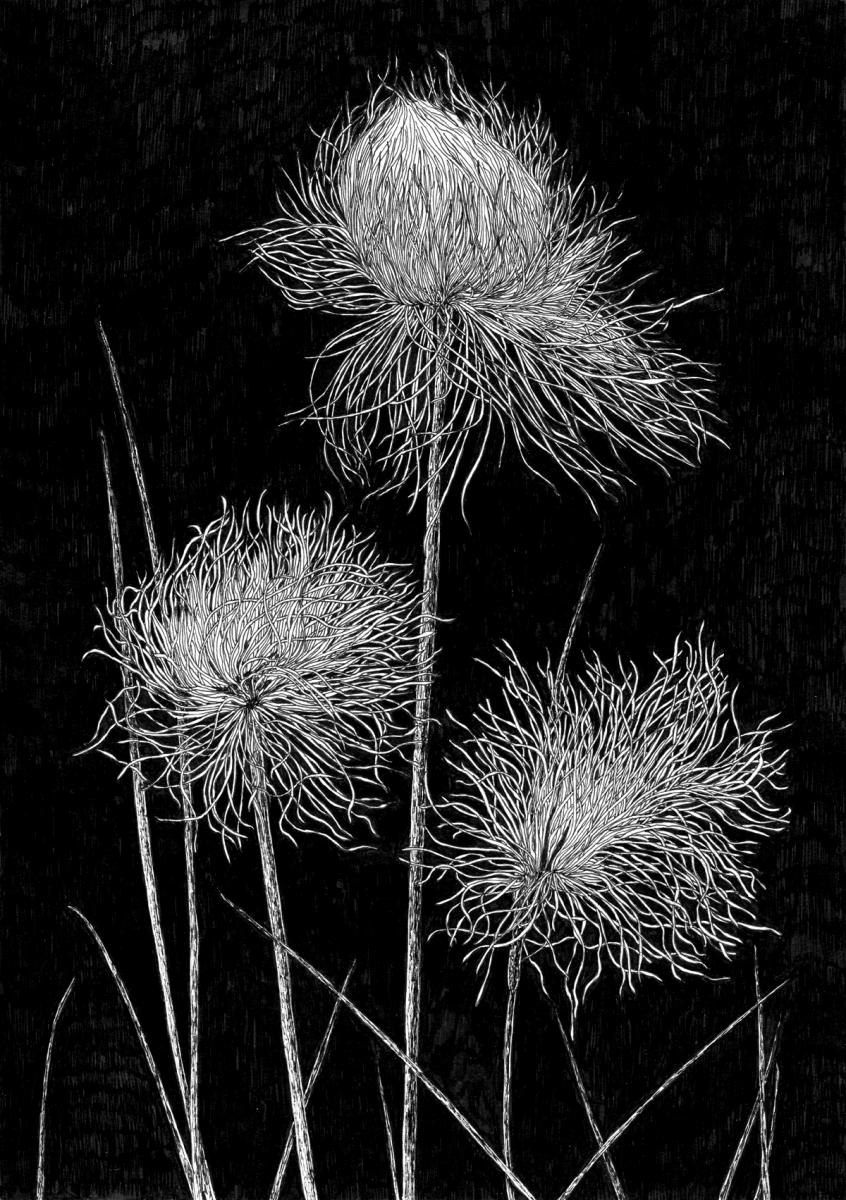 Пушица Шейхцера корневая система