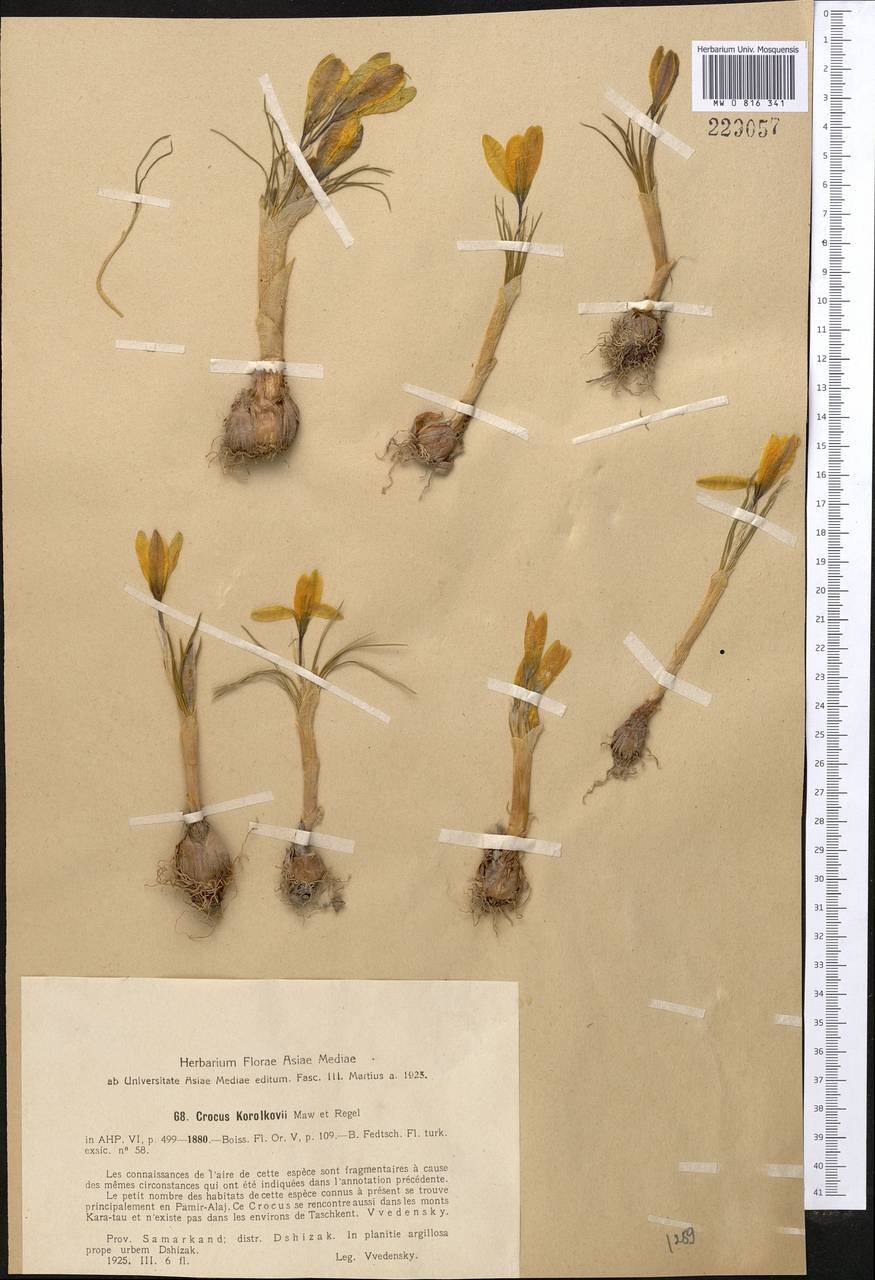 Шафран королькова