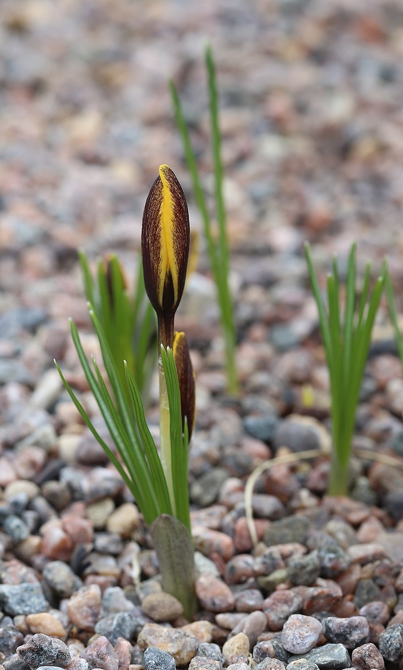 Crocus korolkowii Шафран Королькова