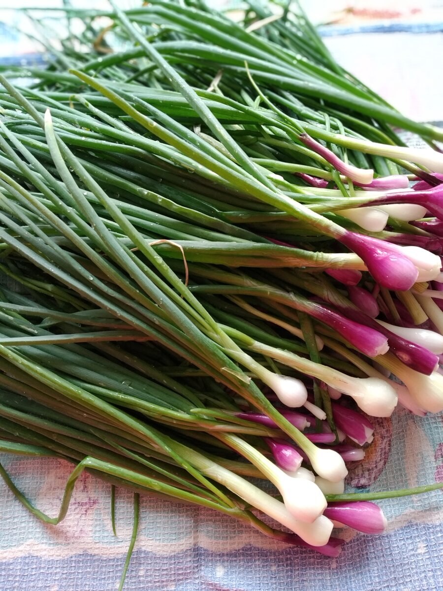 Уборка лука в поле