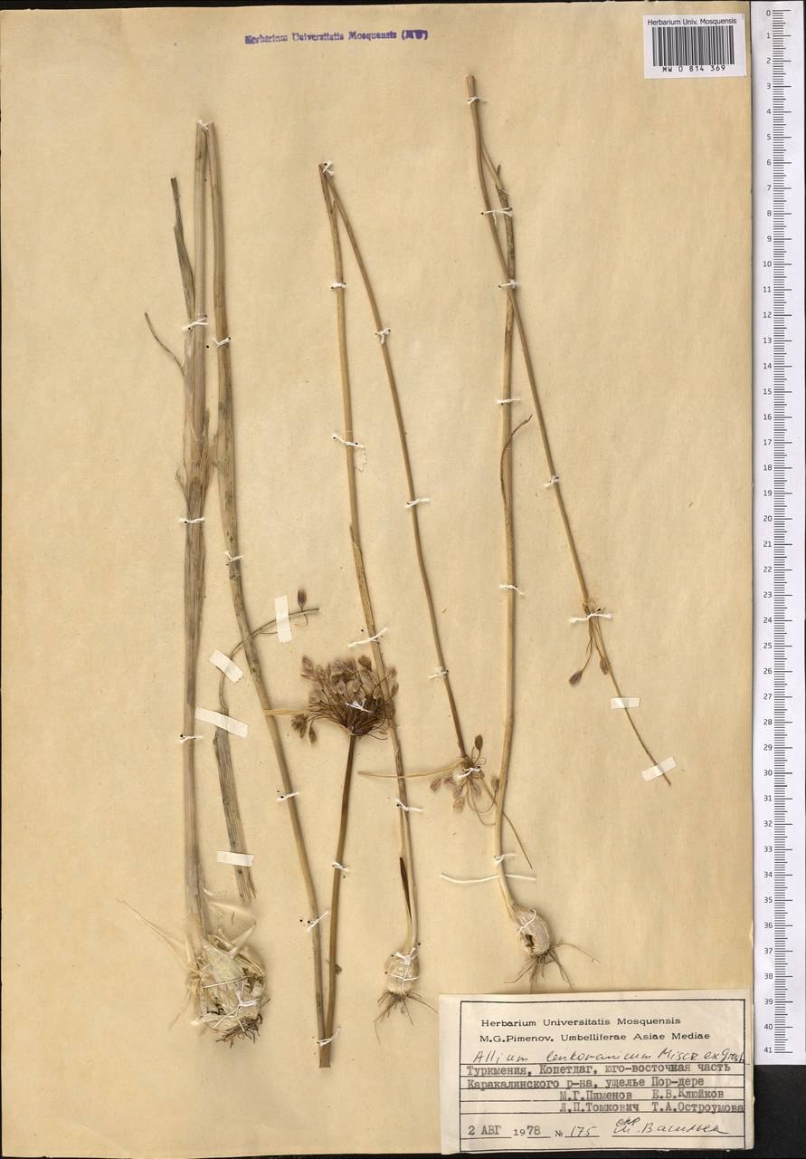 Лук батун легионер