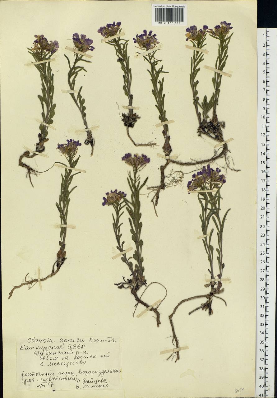 Гвоздика армериевидная