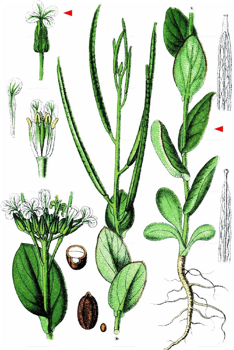 Conringia orientalis