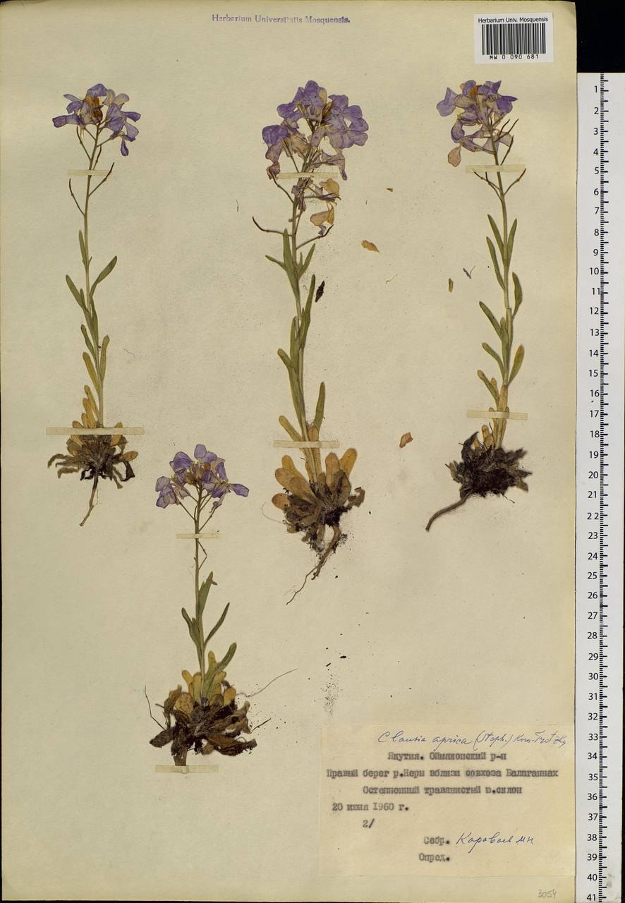 Clausia Aprica (Stern.) Korn.