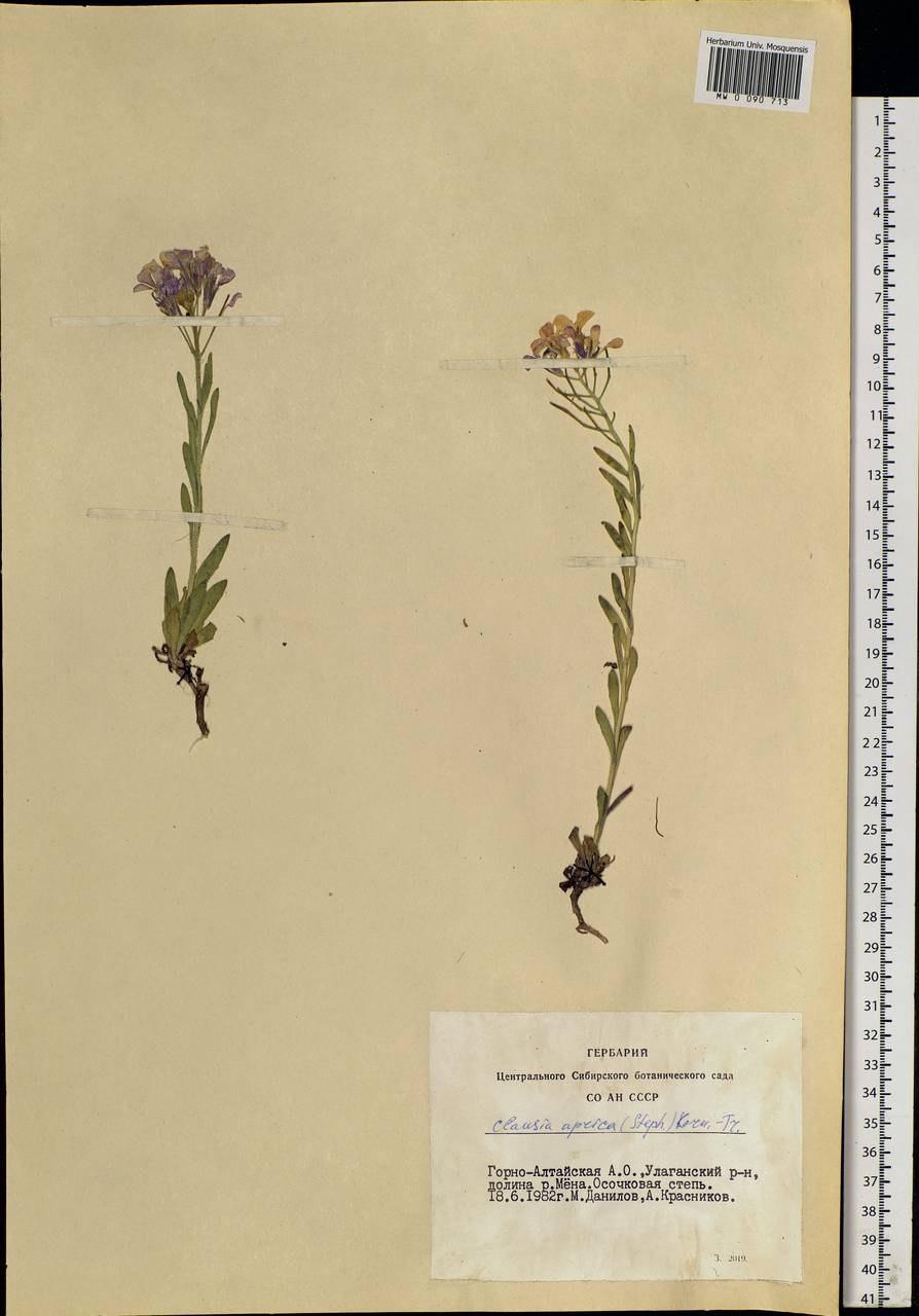 Хесперис вечерница Матроны фиолетовая