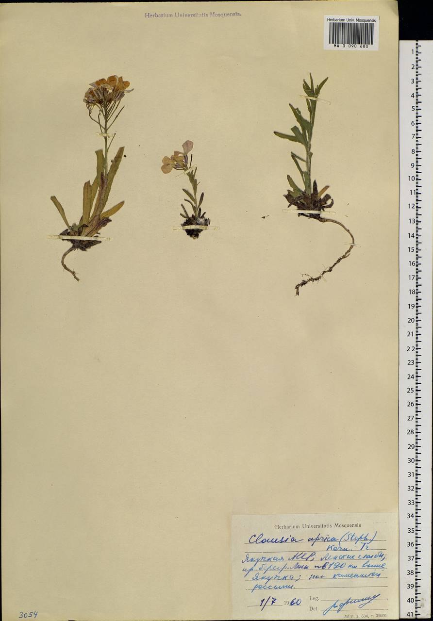 Клаусия солнцепечная гербарий