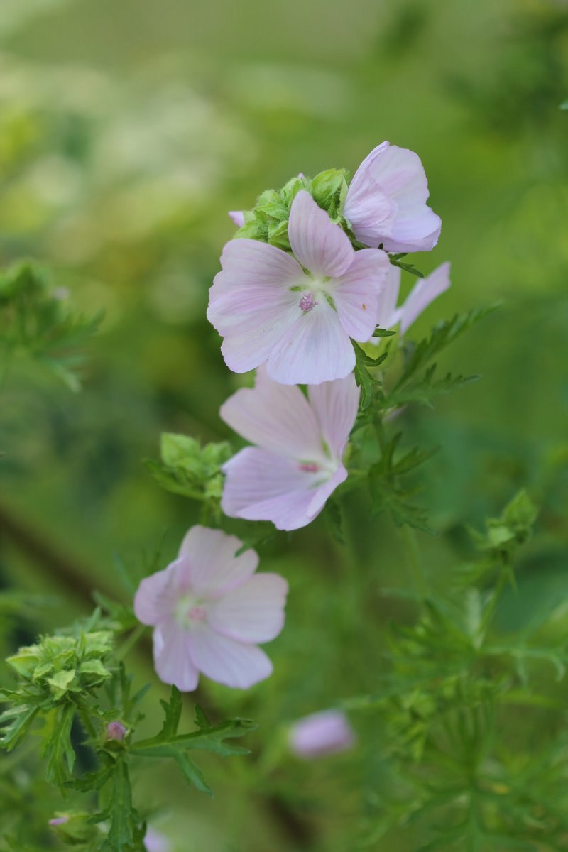 Malva Sylvestris