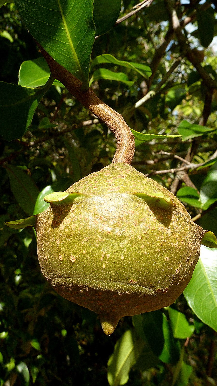 Гвианская Курупита, Южная Америка