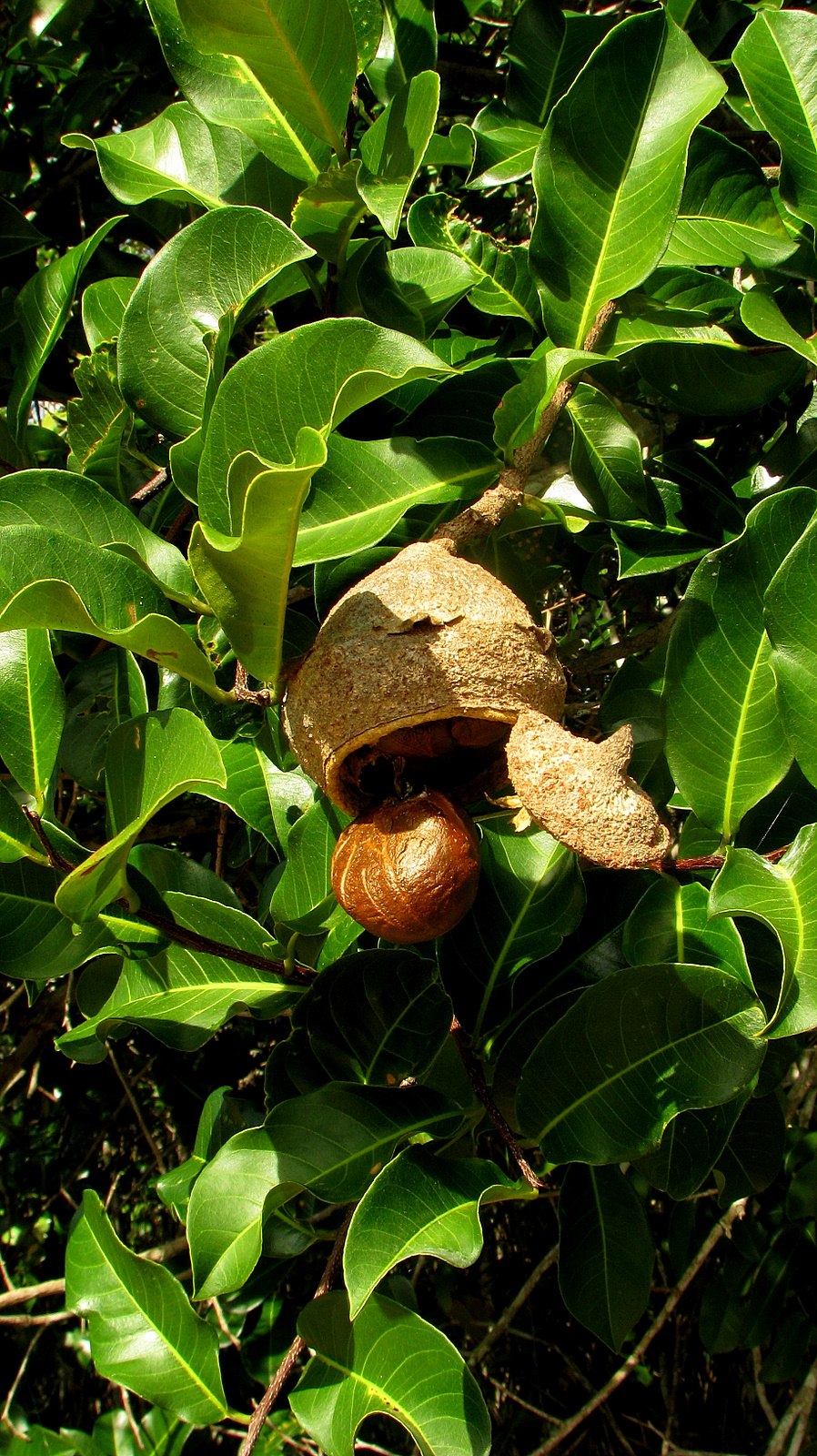 Couroupita guianensis цветок