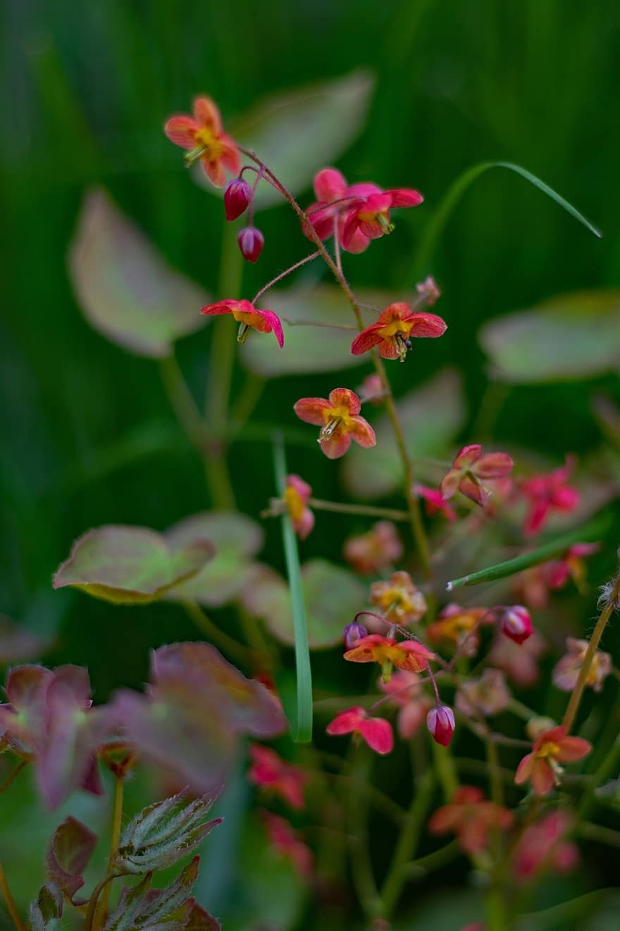 Горянка Royal Purple