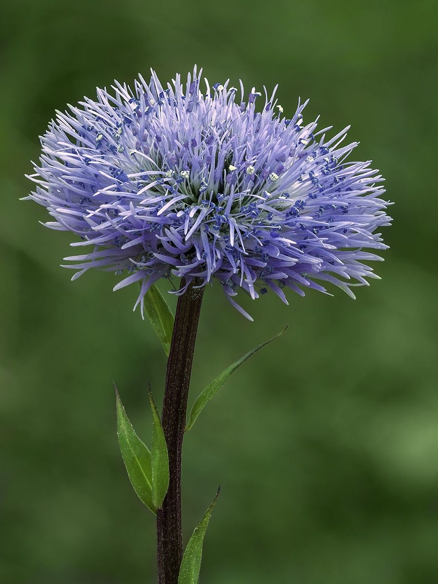 Шаровница волосоцветковая