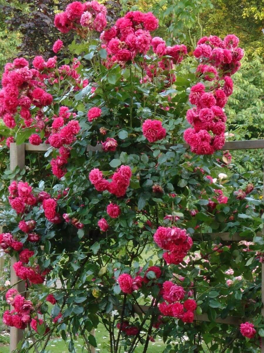 Роза Лагуна плетистая