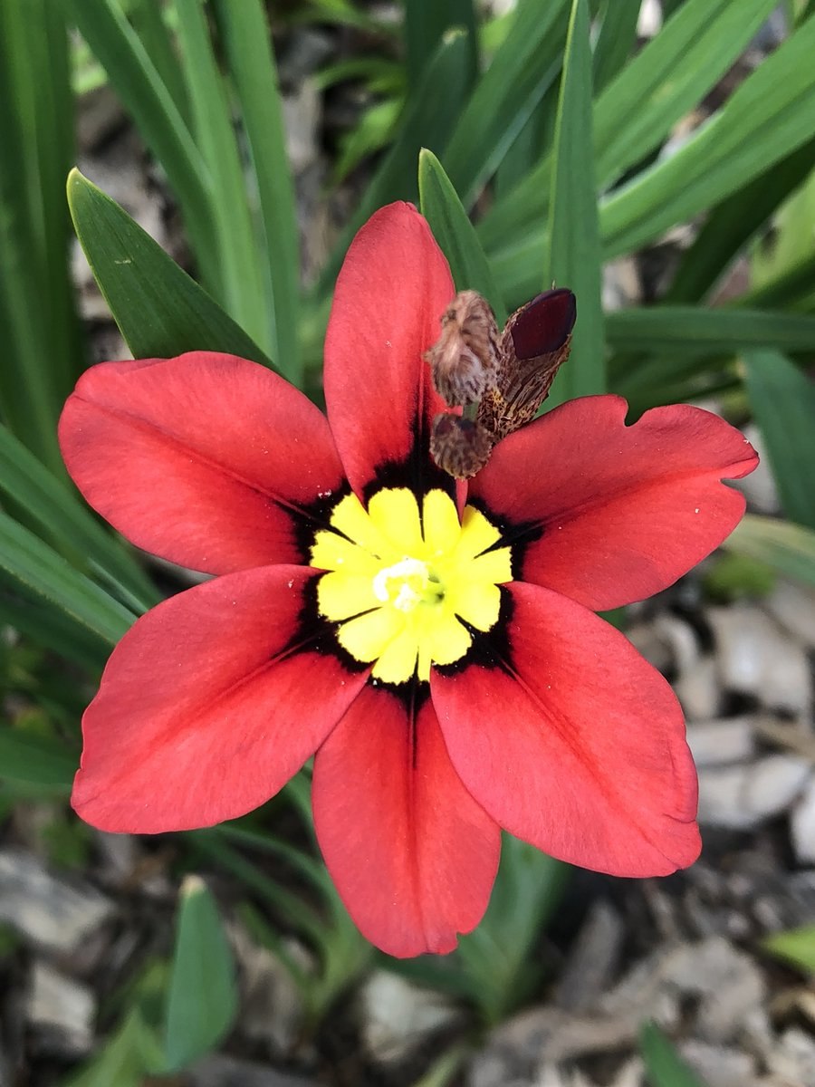 Спараксис грандифлора