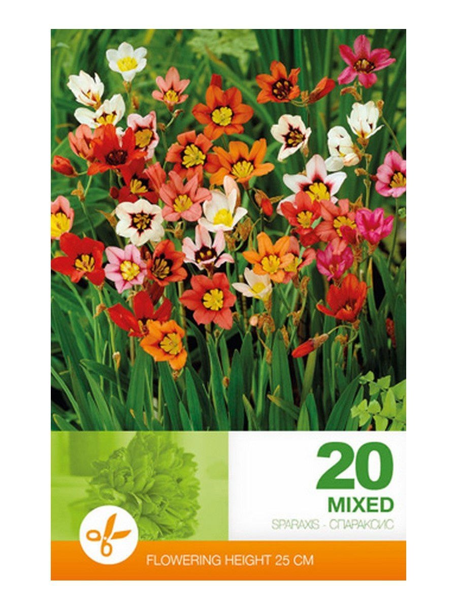 Спараксис Суперба