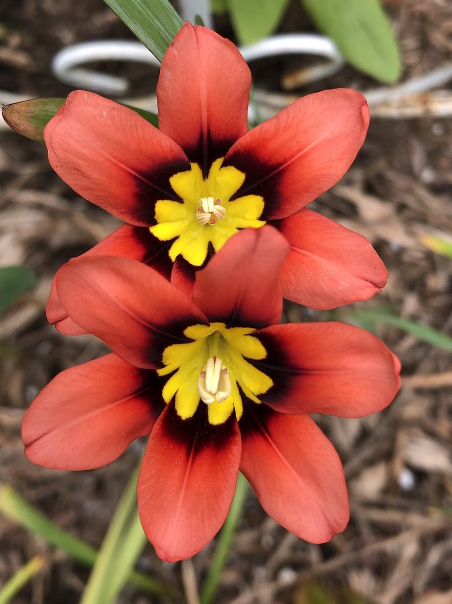 Спараксис цветок