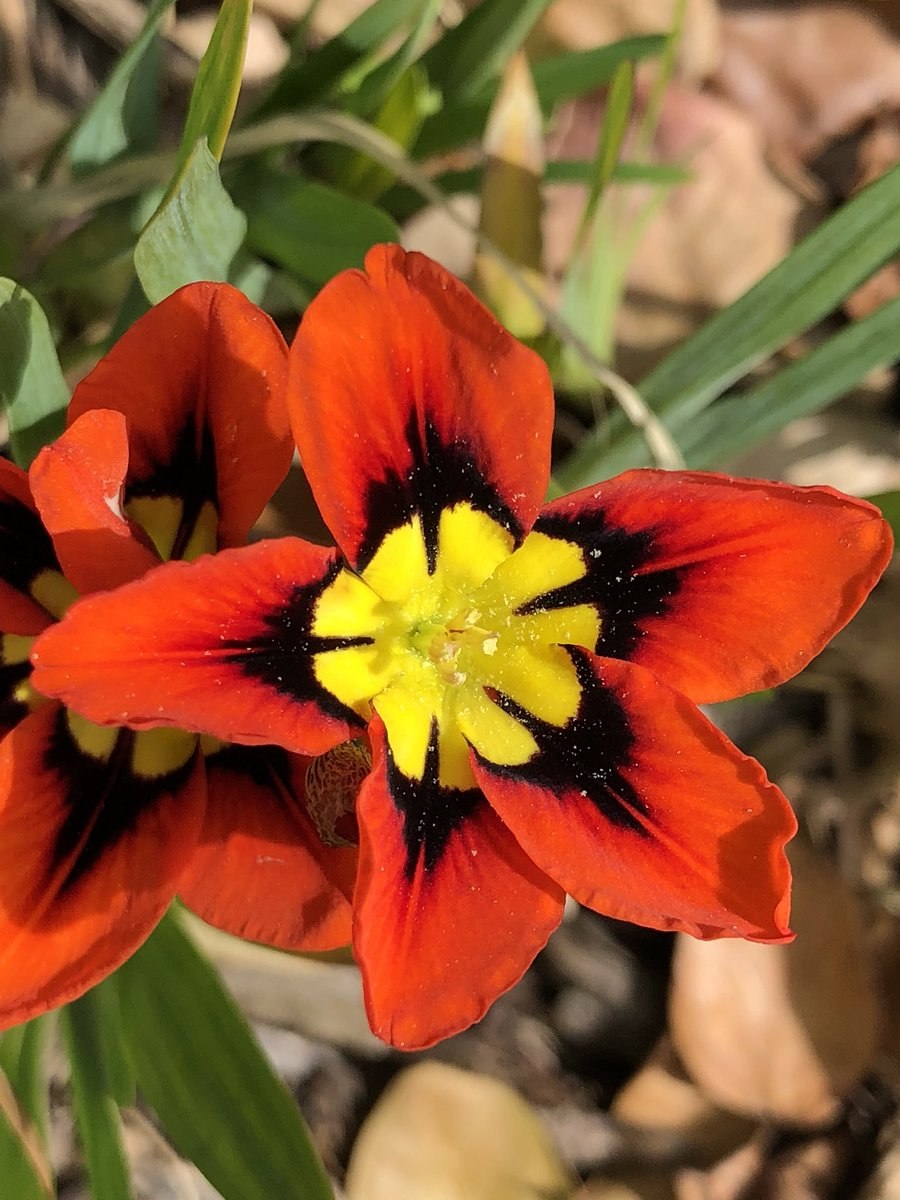 Спараксис луковицы