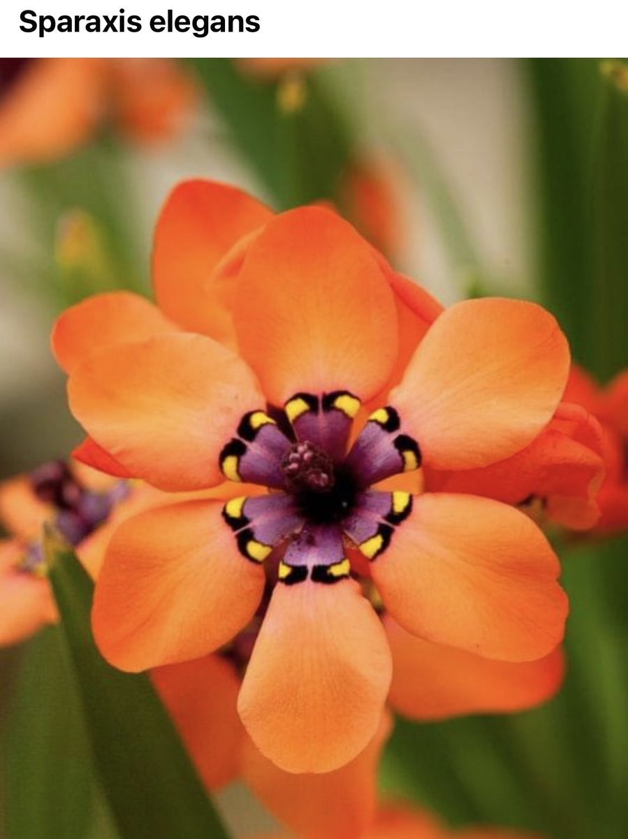 Спараксис луковицы