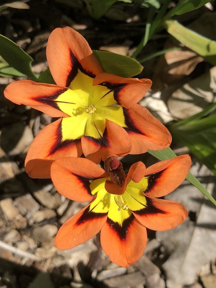 Спараксис цветок