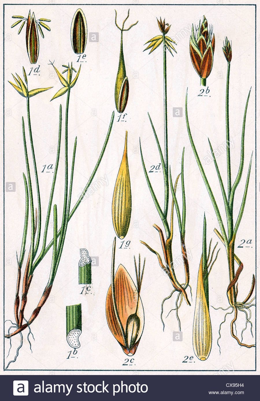 Осока Болотная