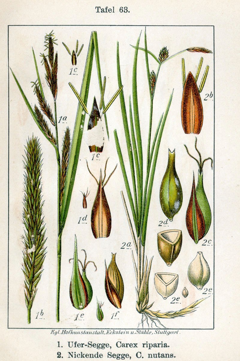 Carex disticha