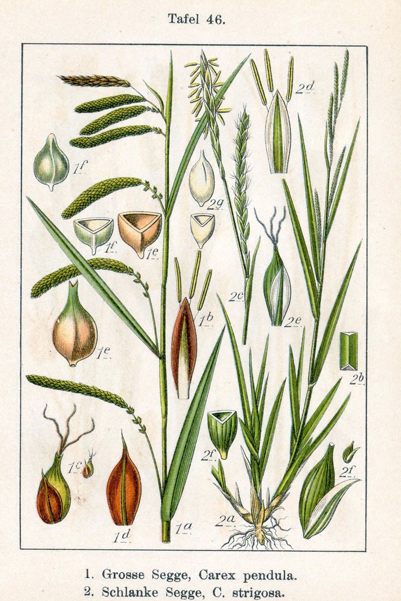 Растения семейства осоковые