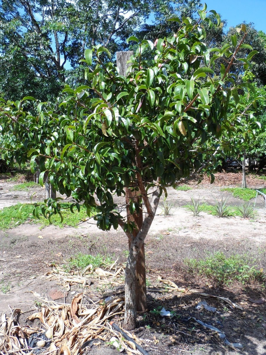 Платония замечательная дерево