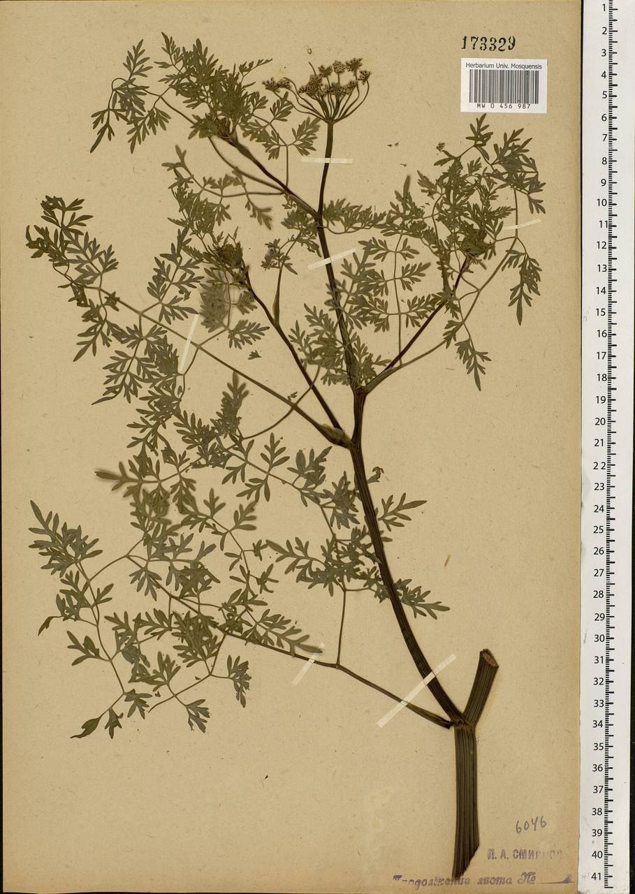 Омежник водный