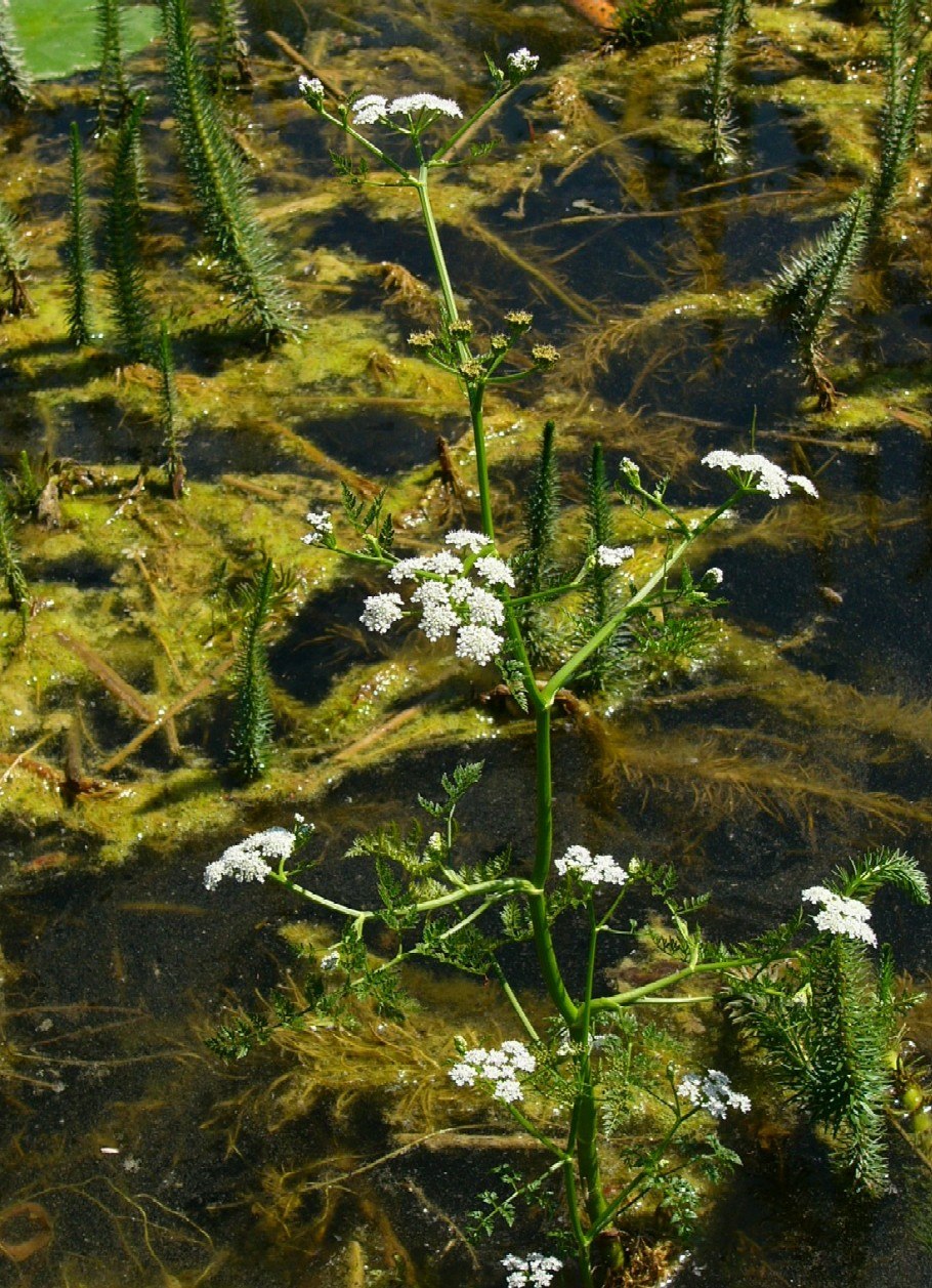 Омежник Водный фото