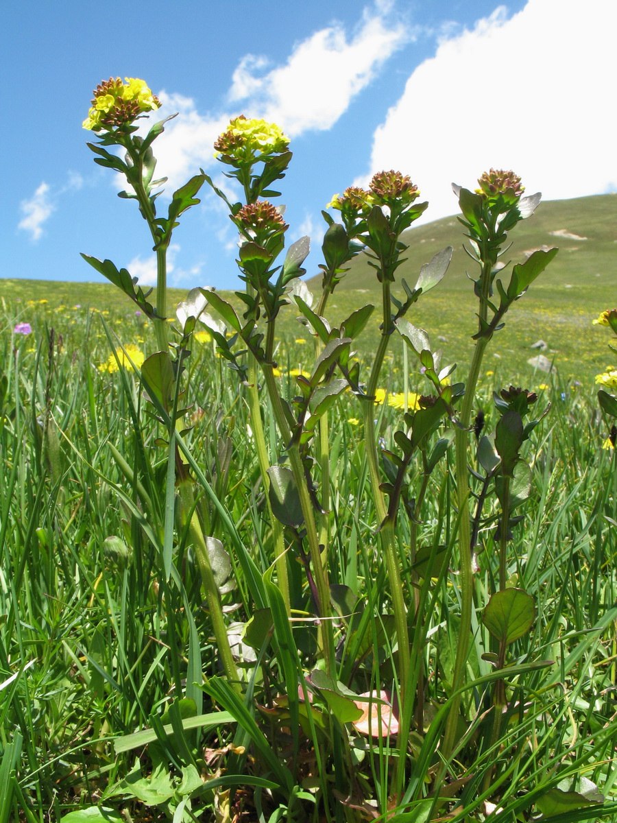 Горчица Полевая сурепка