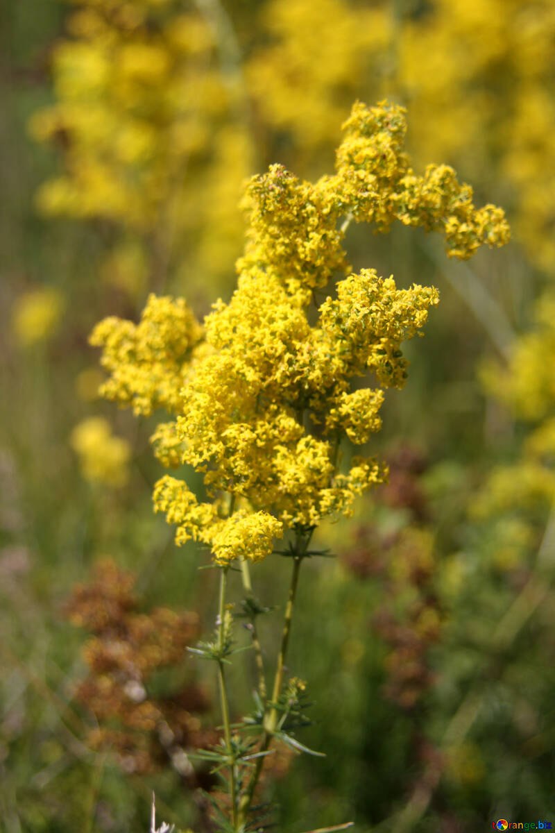 Сурепка Яровая