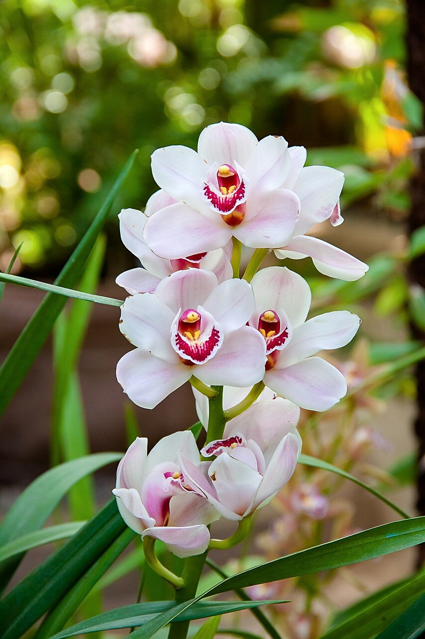 Фаленопсис Родина