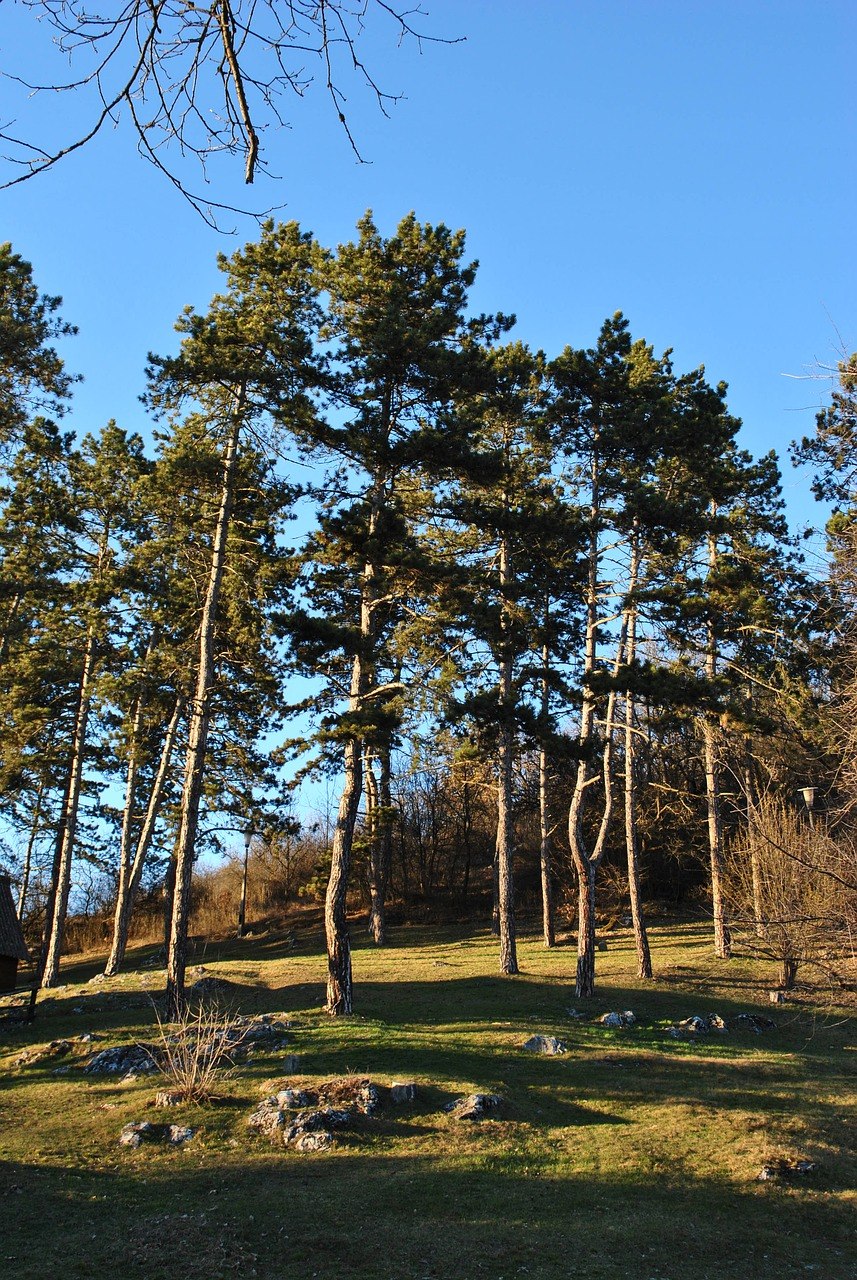 Сосна Жерарда