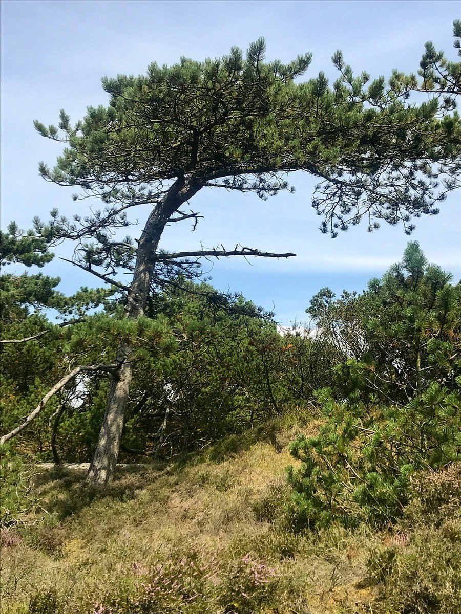 Кавказская сосна